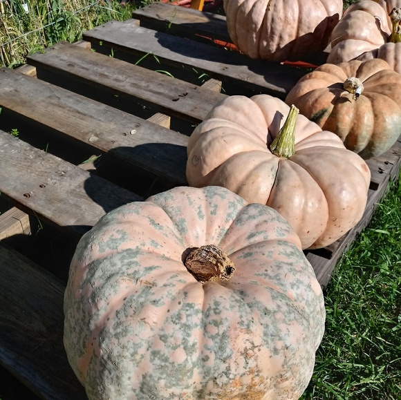 Meet your Posher, Rebel - Picture 2 of 8